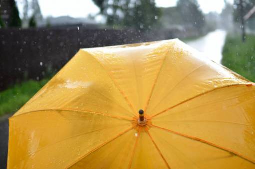 drop wet weather umbrella rain Umbrella outdoors nature
