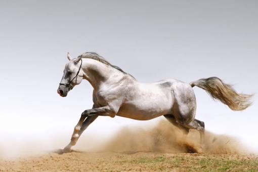 horse Horse nature stallion outdoors mare animal horse