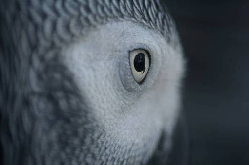 ojo naturaleza animal mamífero animal cabeza búho animal ojo primer plano