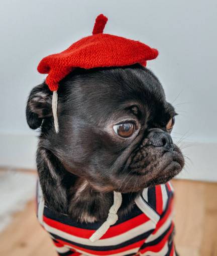 humor cachorro pequeño pug animales mascotas lindo perro