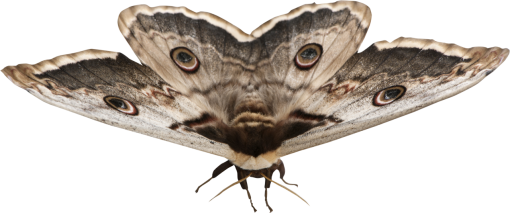mariposas  animal overlay isolated png nature insect moth