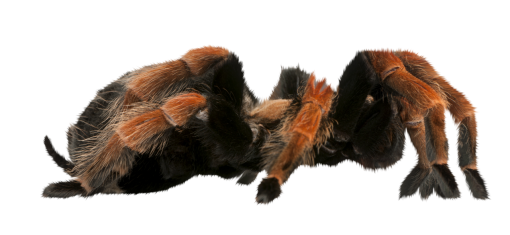 aranha animal png sobreposição de close-up aranha de halloween isolada