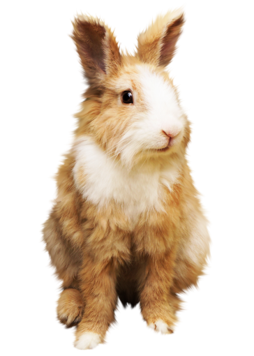  animal rabbit cute pets overlay png mammal
