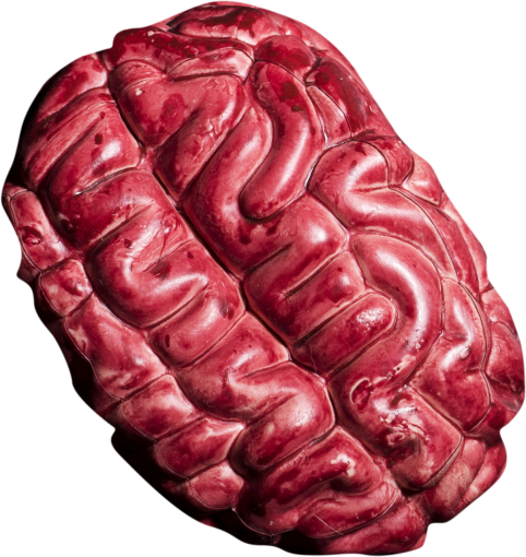 anatomy  brain anatomy close-up science overlay png