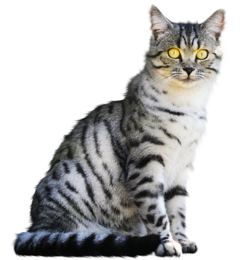  cat animal domestic cat overlay png cute feline