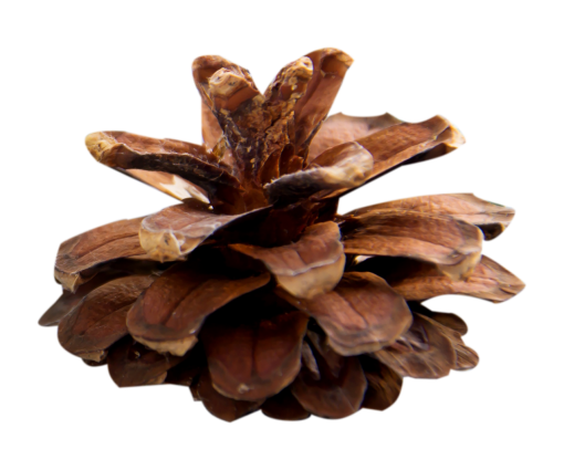 pine  close-up Pinecone overlay nature leaf png plant
