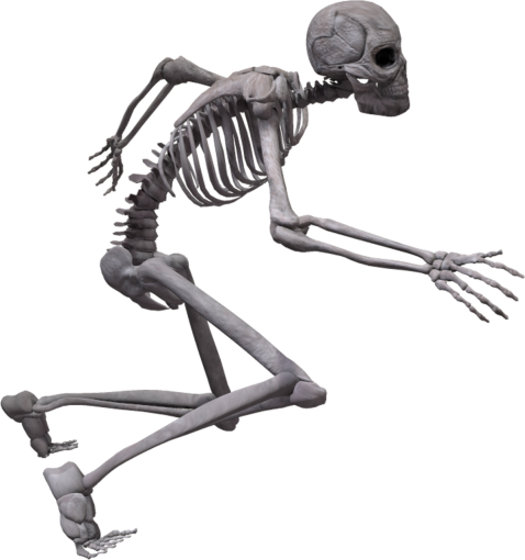skeleton  computer graphic skeleton science halloween illustration overlay png