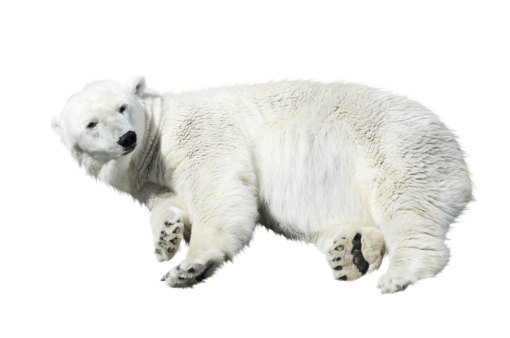  cute polar bear nature animal overlay png mammal