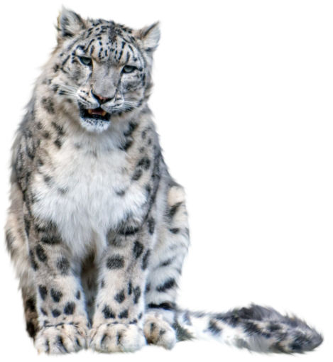 grand  feline animal overlay mammal nature png leopard