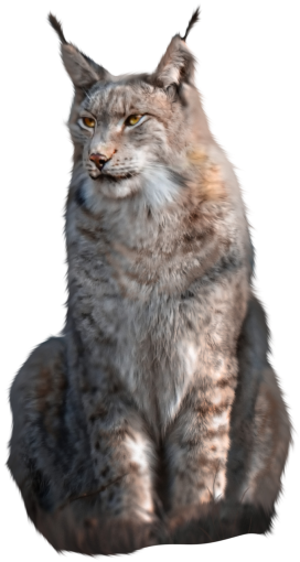 feline  fur overlay png lynx mammal animal feline