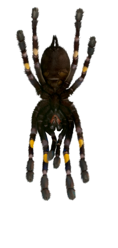  halloween animal png nature spider overlay insect