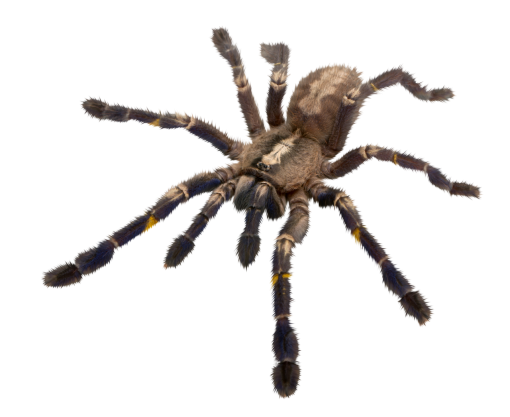 poisonous  halloween spider insect png spider animal overlay