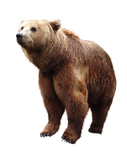 grand  isolated bear overlay mammal nature animal png