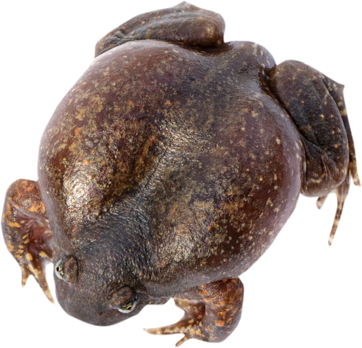 naturaleza animal anfibio sapo png superposición aislada