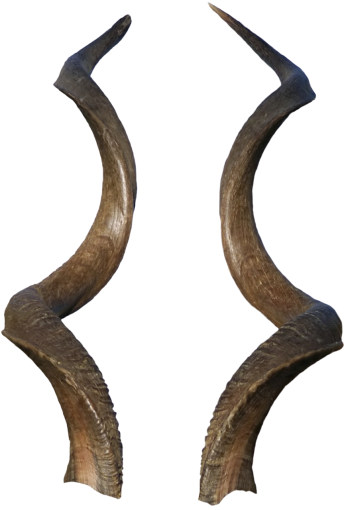 horn-of-africa  nature animal animal horn png isolated halloween overlay
