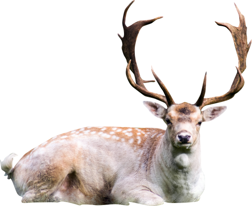 deer  nature animal deer deer mammal png overlay