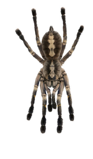  nature halloween animal png spider overlay isolated