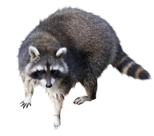  overlay nature mammal raccon cute png animal