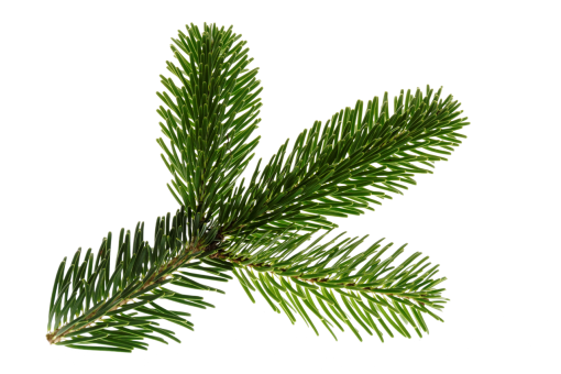 pine  overlay pine leave png leaf green color plant nature