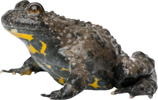  overlay toad nature amphibian png close-up animal
