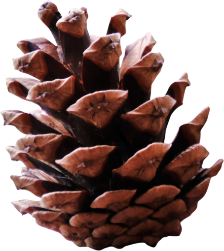 pine  Pinecone close-up png leaf nature backgrounds overlay