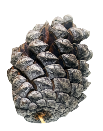 pine  Pinecone overlay animal isolated nature close-up png