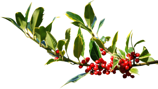  plant backgrounds green color christmas leaf png nature