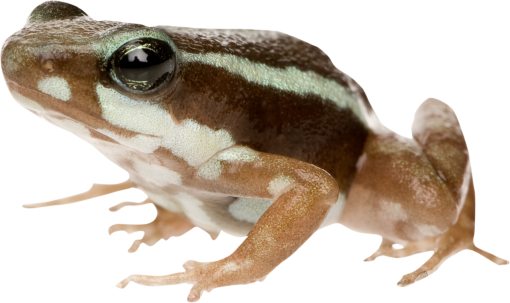 full-length  png amphibian nature animal close-up frog overlay