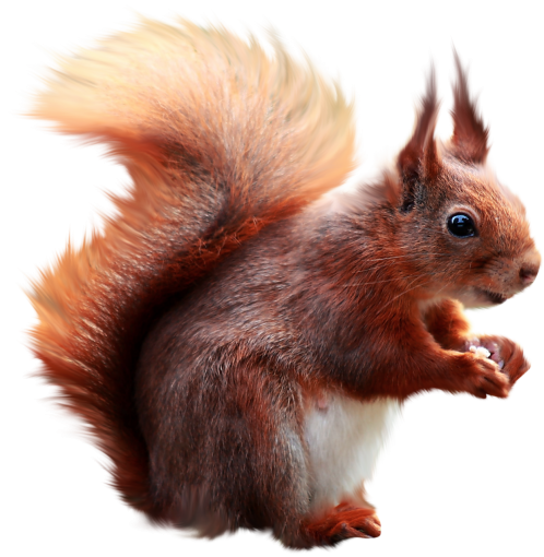  png cute mammal animal overlay squirrel rodent
