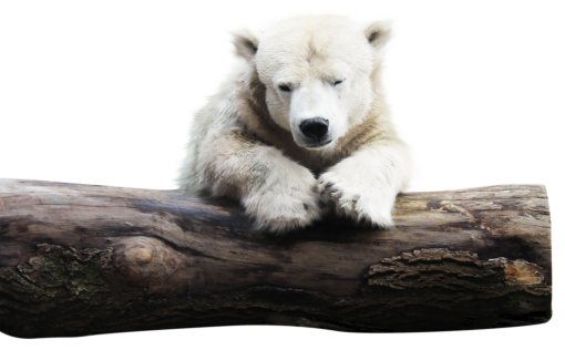 canine  png dog cute overlay mammal polar bear animal