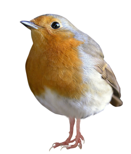 png pluma animal pico superposición ave naturaleza