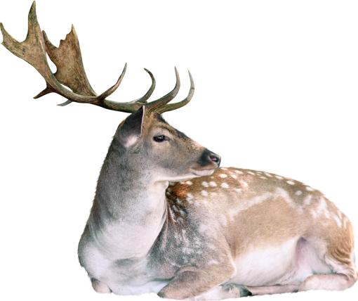 deer  png nature animal deer overlay mammal deer