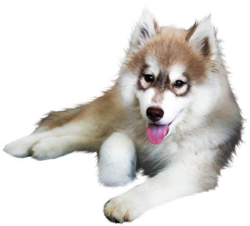 canine  png Siberian Husky purebred dog overlay dog pets animal