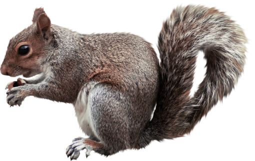 squirrel-expression  rodent squirrel nature animal png overlay mammal