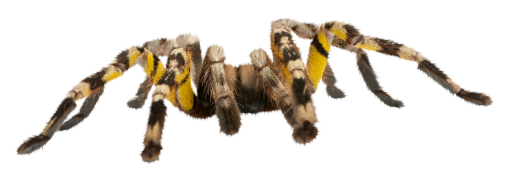 spider  spider isolated overlay insect animal png halloween