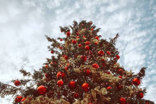 pine Christmas tree 