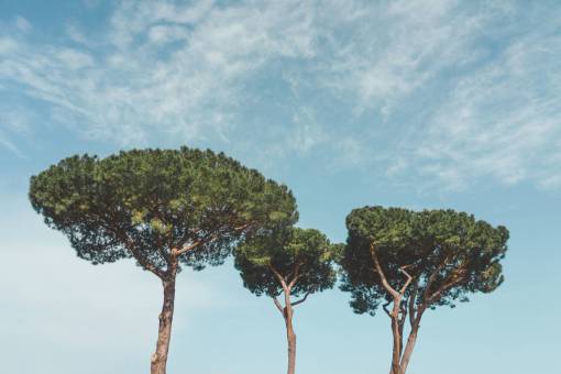 pine-tree Pinus pinea pine in Rome, Italy