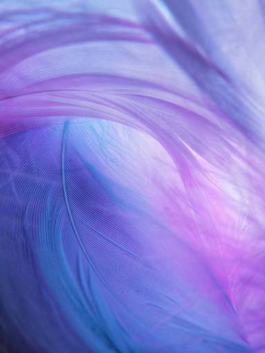 pattern backgrounds pattern feather purple;background;energy abstract nature animal