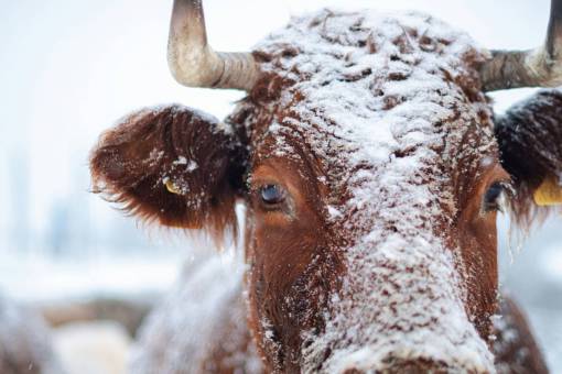 nieve Vacas en el campo