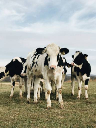 day Cows in the Countryside