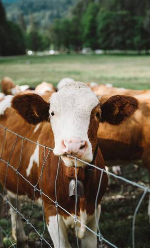 animales Vacas en el campo