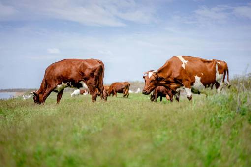 Cows in the Countryside