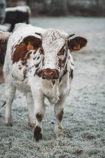 industrias Vacas en el campo