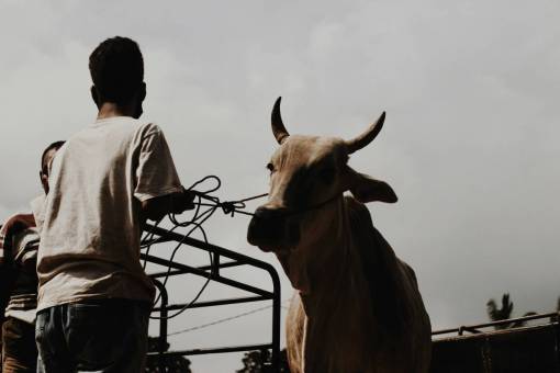Cows in the Countryside
