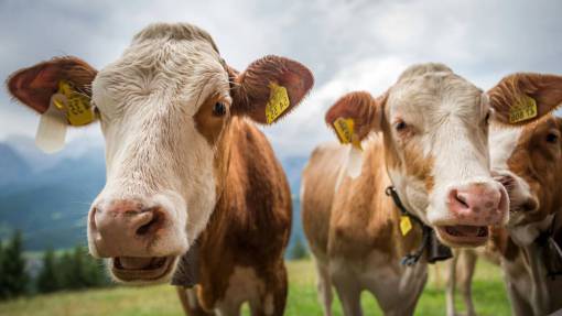 Cows in the Countryside