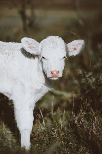 blanco Vacas en el campo