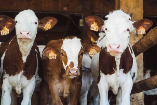 industrias Vacas en el campo