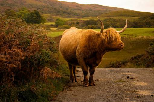 animales Vacas en el campo