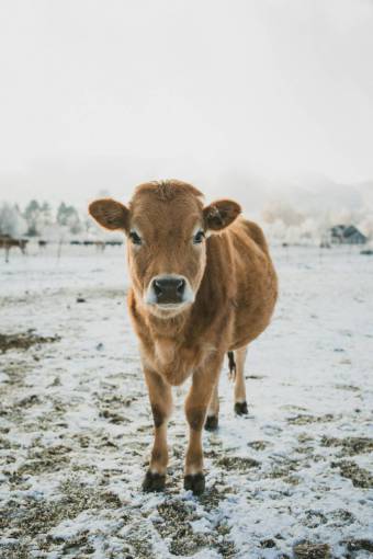 nieve Vacas en el campo