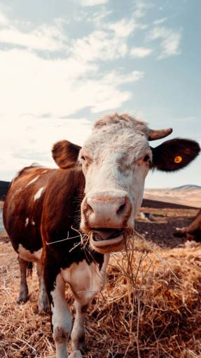 industrias Vacas en el campo